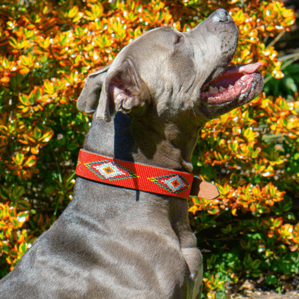 Red Vogue Dog Collar | 2 Size Options