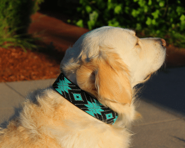 Saint Barth Dog Collar | 2 Size Options